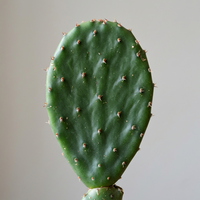 Nopal